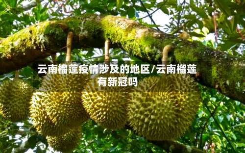 云南榴莲疫情涉及的地区/云南榴莲有新冠吗-第1张图片